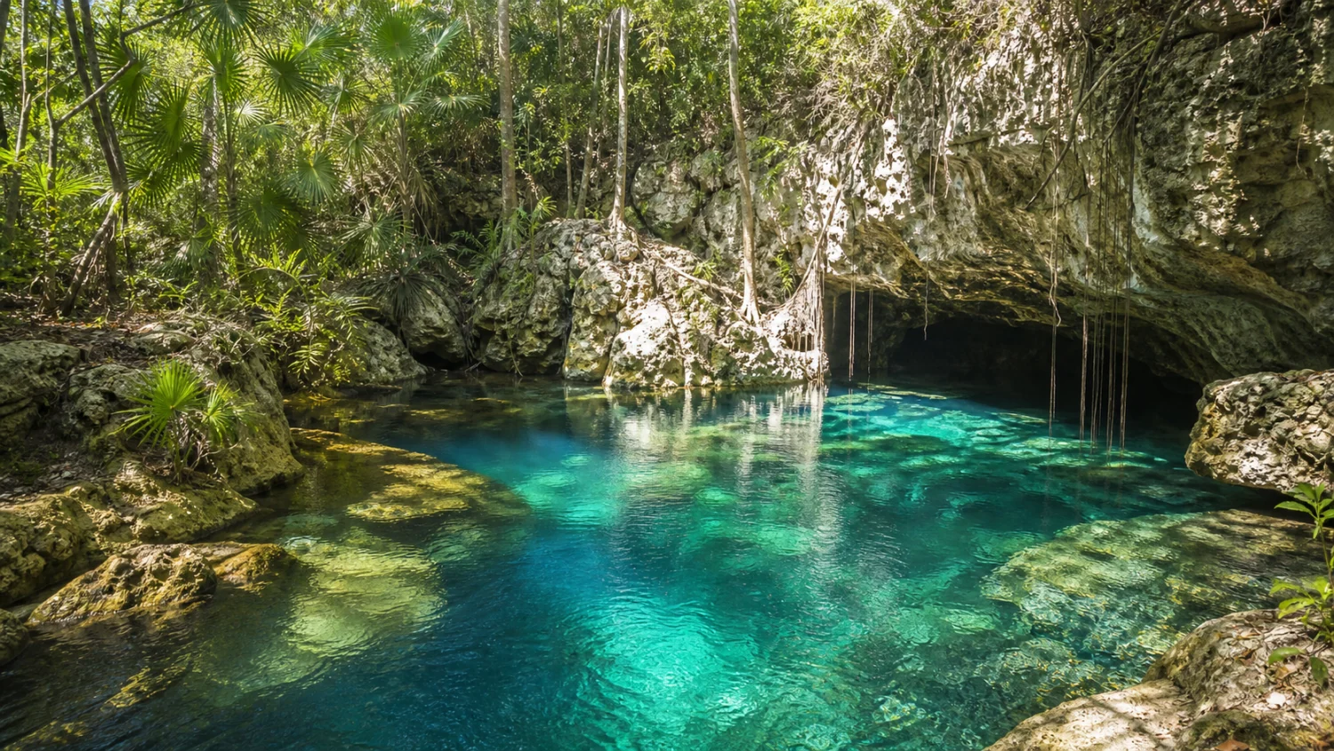 Clear turquoise cenote water surrounded by limestone and tropical jungle near Playa del Carmen